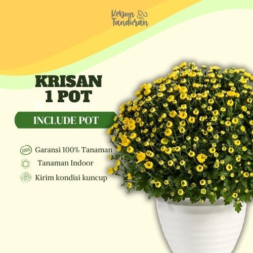 Bibit Tanaman Bunga Krisan 1 Pot Hidup - Aneka Warna Cantik - Siap Berbunga - Dekorasi Rumah & Kebun