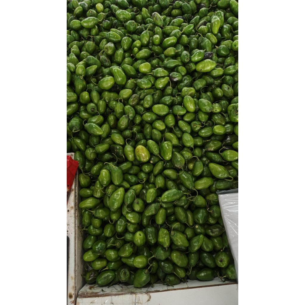 

CABE BENDOT