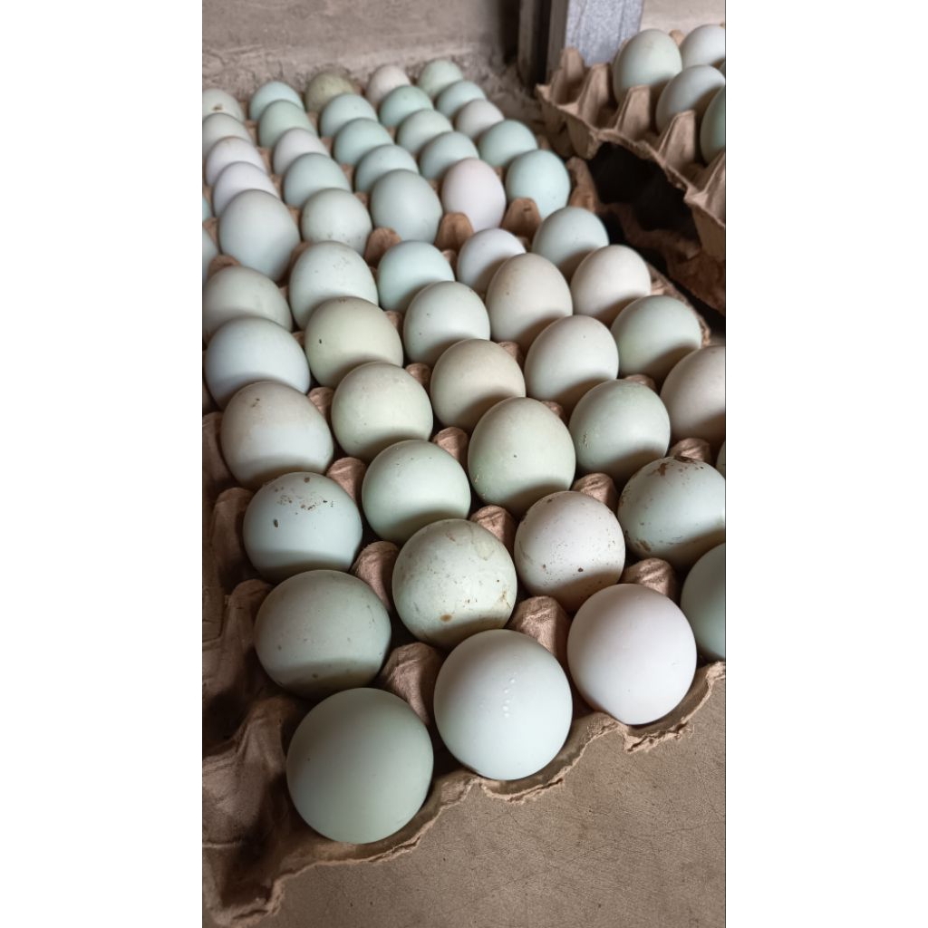 

Telur Bebek segar langsung dari kandang