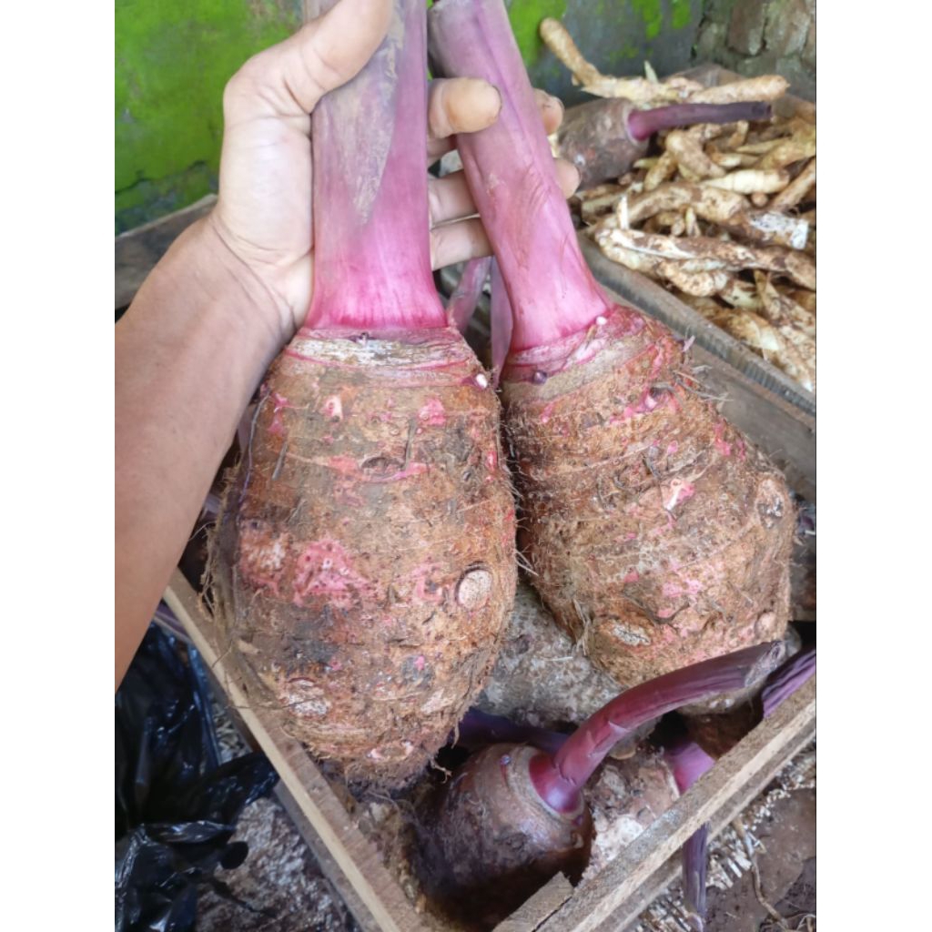 

ubi talas ungu pratama fres harga perkilo.