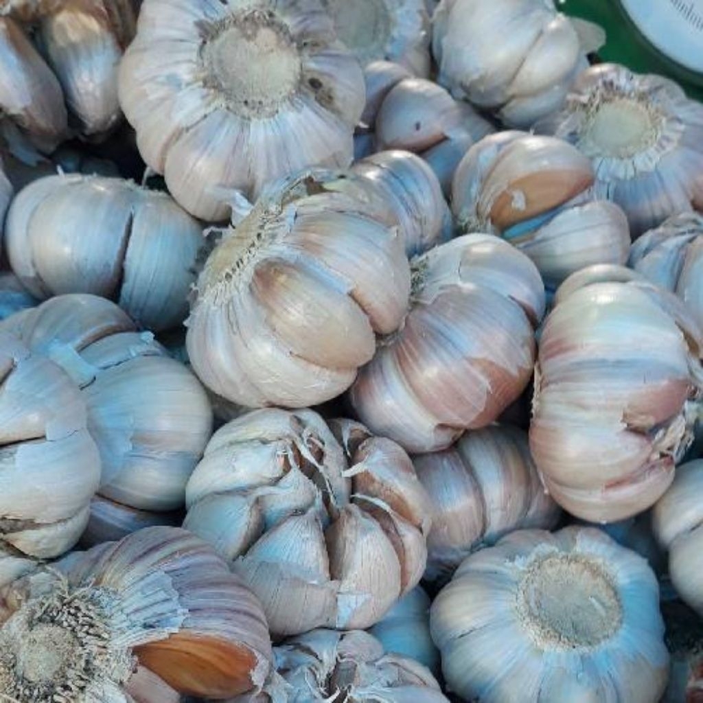 

Bawang Putih Berat Isi 1Kg