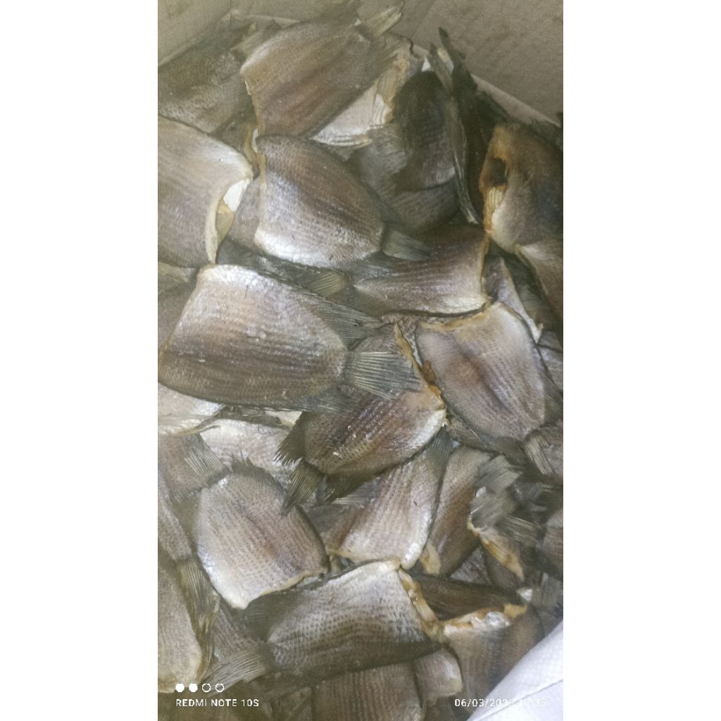 

ikan sepat ukuran besar jumbo