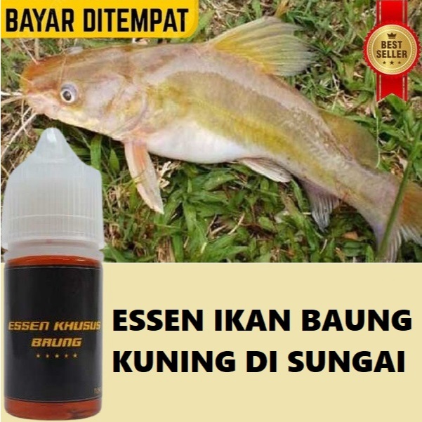 ESSEN IKAN BAUNG KUNING MANCING DI SUNGAI