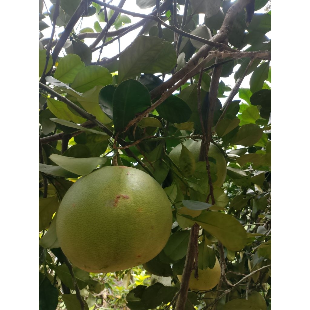 

JERUK PAMELO JUMBO MANIS ASAM DAN SEGAR