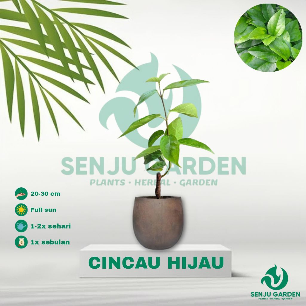 TANAMAN HERBAL CINCAU HIJAU/ bibit tanaman herbal cincau hijau
