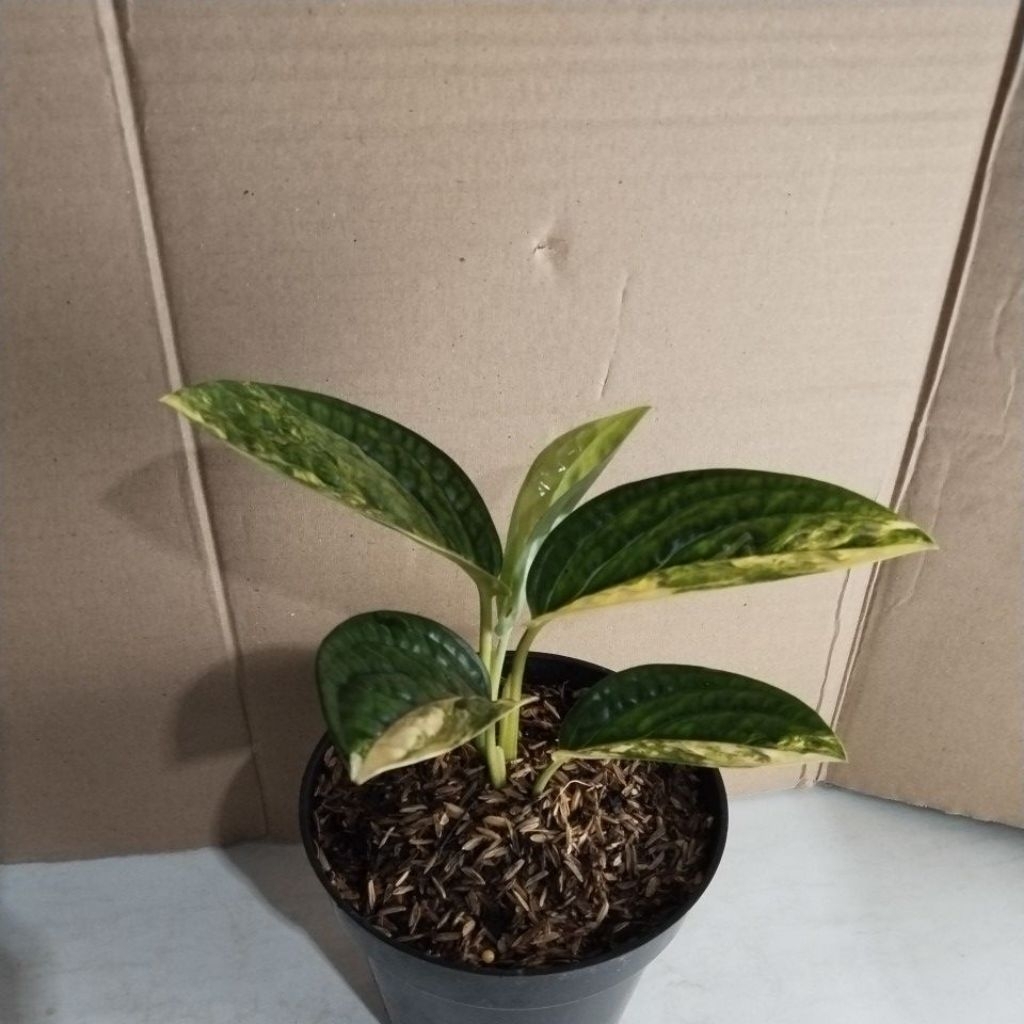 TANAMAN HIAS SIRIH BADAK VARIGATA