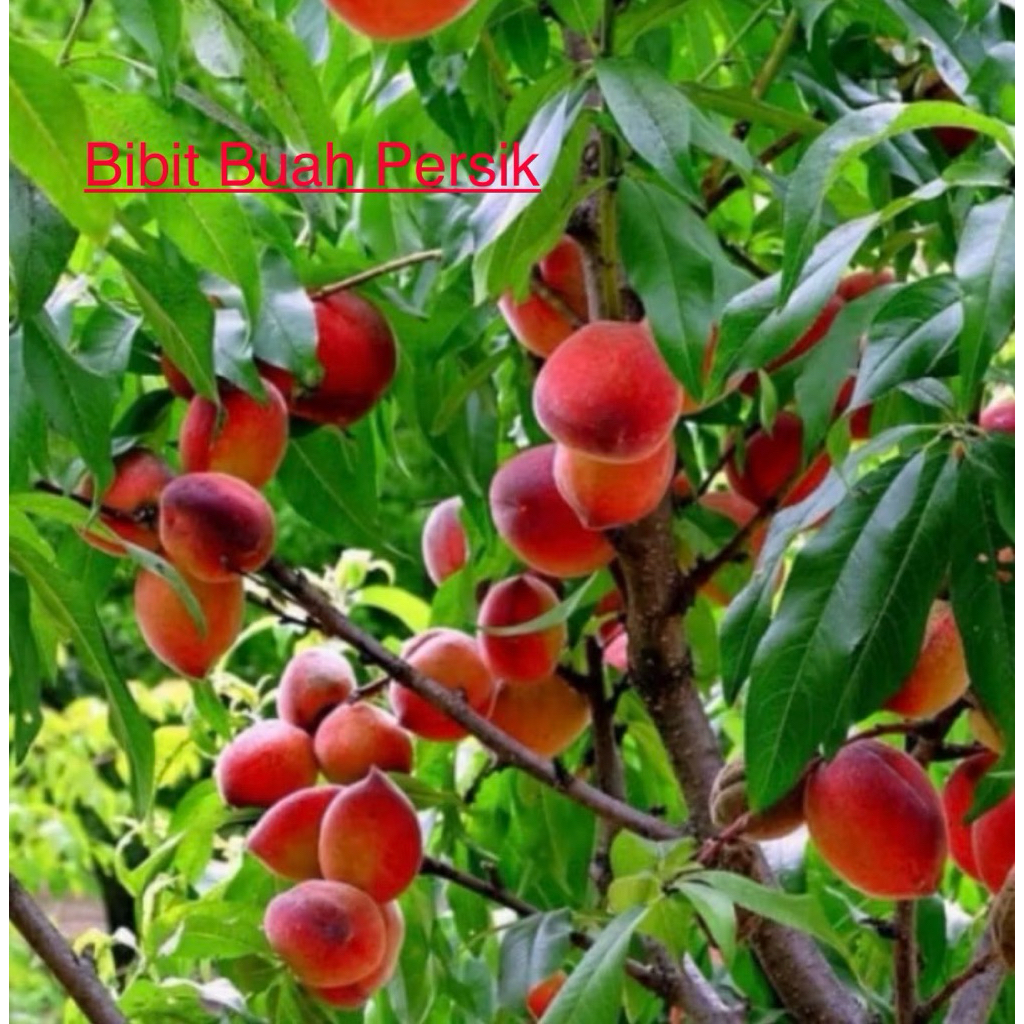 Bibit Buah Persik / Bibit Buah Peach Cepat Berbuah Tabulampot