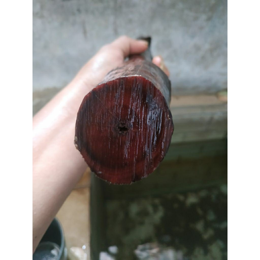 kayu cendana tua NTT panjang 40 cm