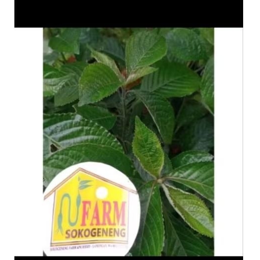 

daun keji beling 250 gr peluruh kencing batu ginjal per seperempat kilo