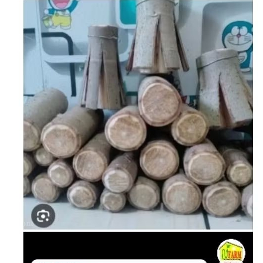 stek Sancang batang besar bahan bonsai