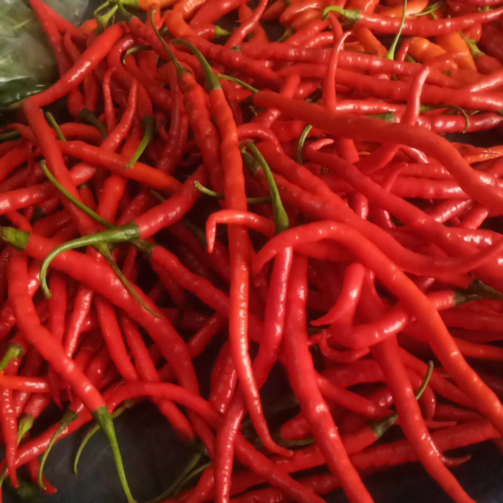 

cabe keriting merah 500gr