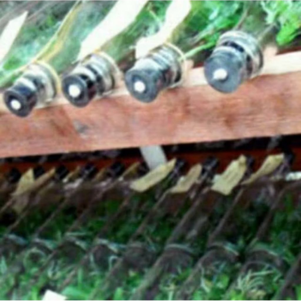 Kembang Desa - Bibit Anggrek Botol Bulan, Dendro,Catleya,Vanda isi banyak