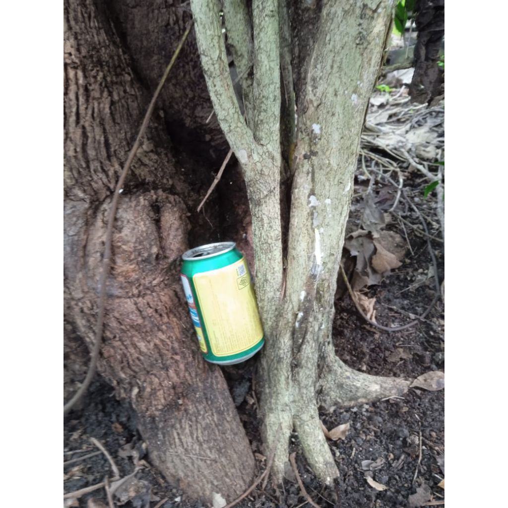 bahan bonsai kemuning jumbo fresh dongkel.