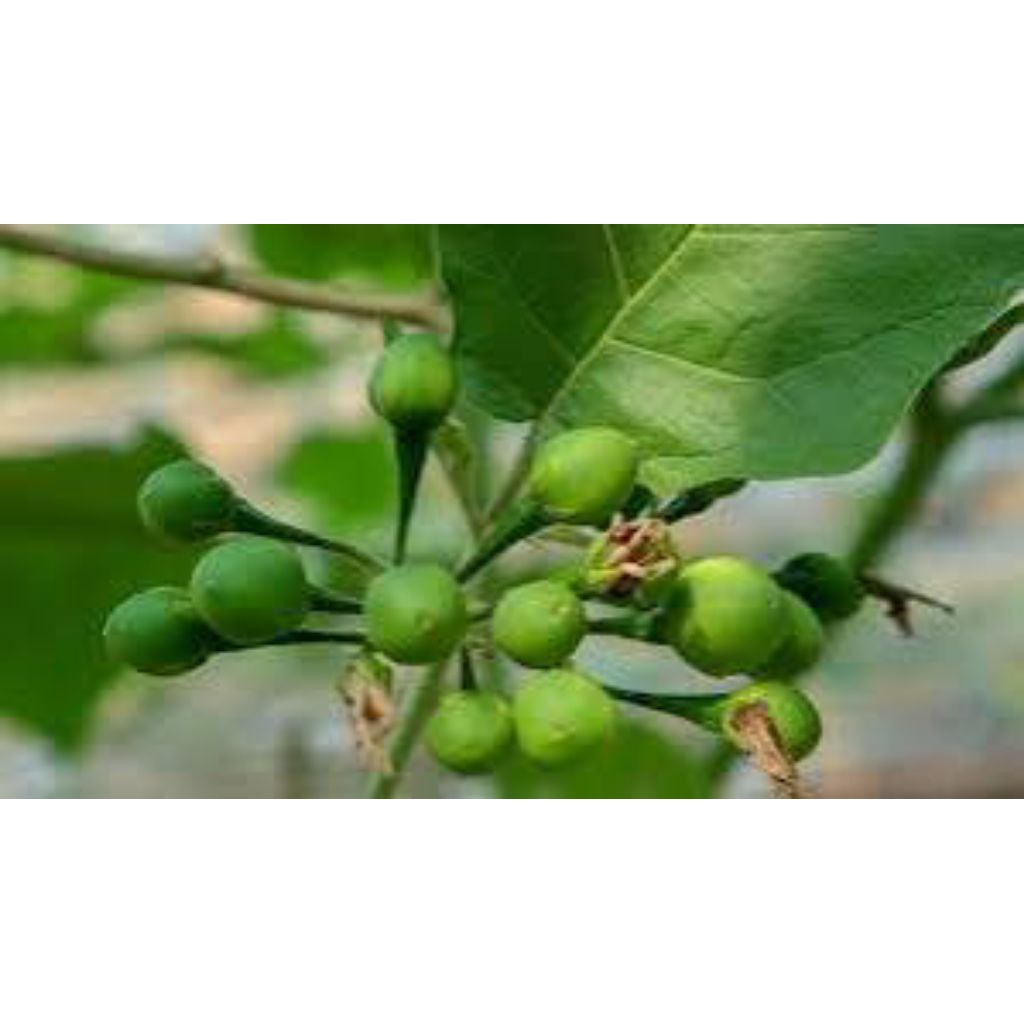 

daun takokak segar 500 grm