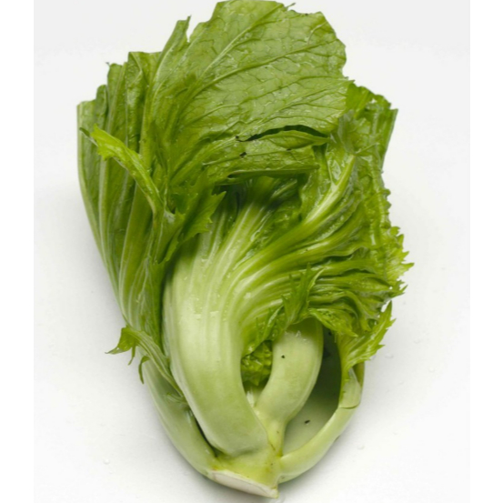 Raflezia Benih Sawi Pahit Glory 20 Gram Mustard Cap Known You Seed Unggul Vigor Mudah Perawatan