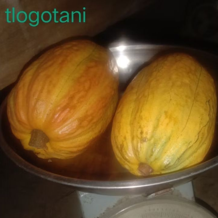 

buah coklat tua matang di pohon