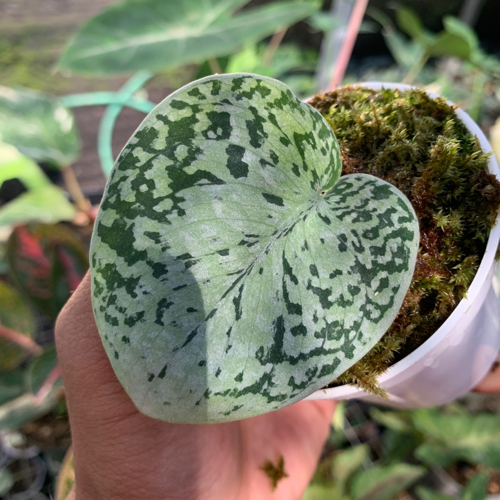 Scindapsus silver tricolour / platinum tricolour