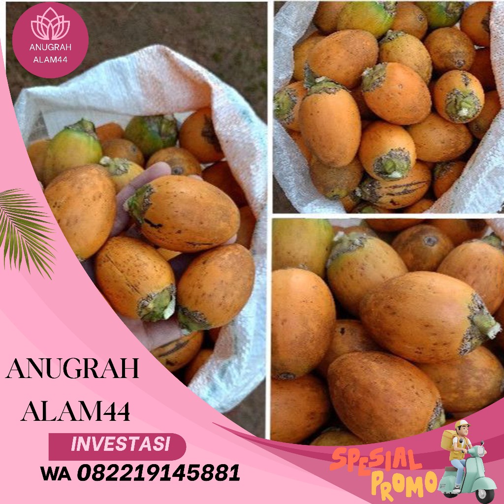 

Buah Pinang Tua asli 1 kg buah jambe tua murah