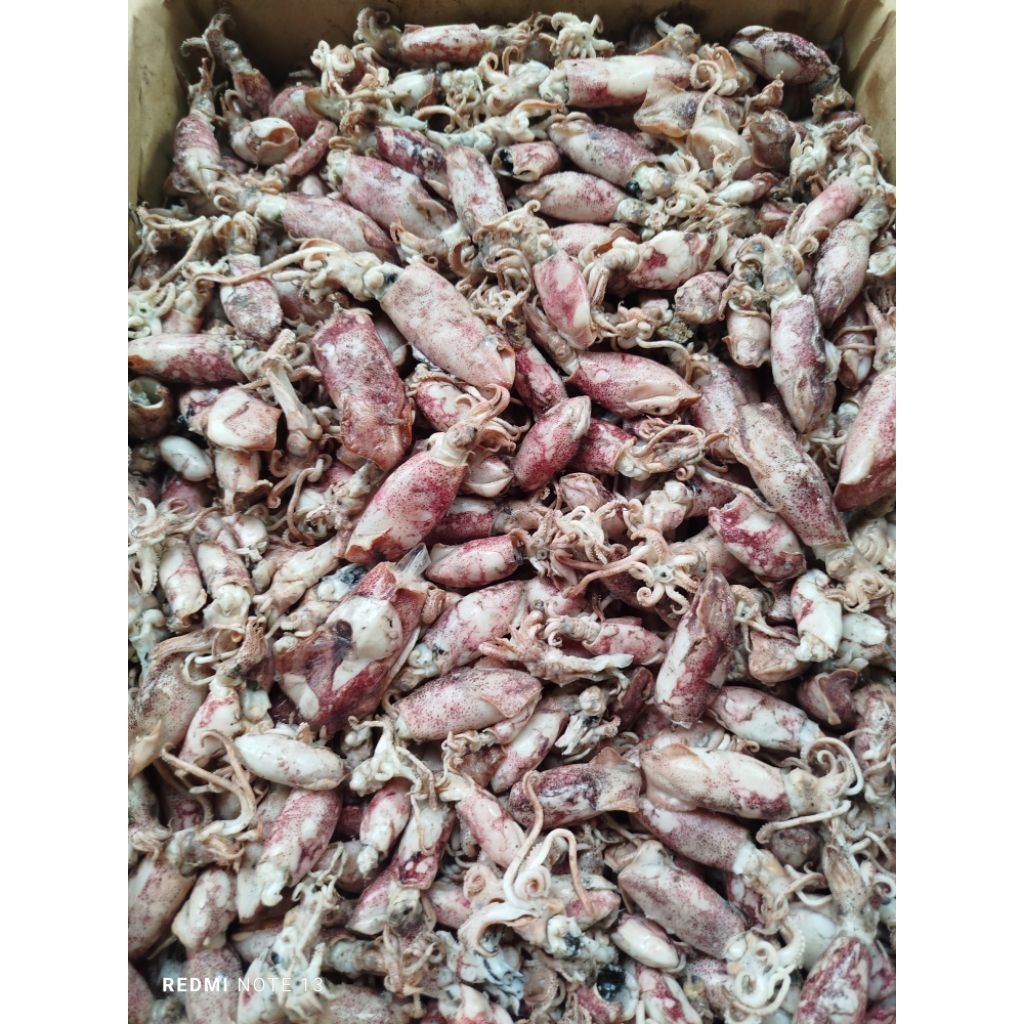 

Cumi Asin Semi Basah | Cumi Asin Premium
