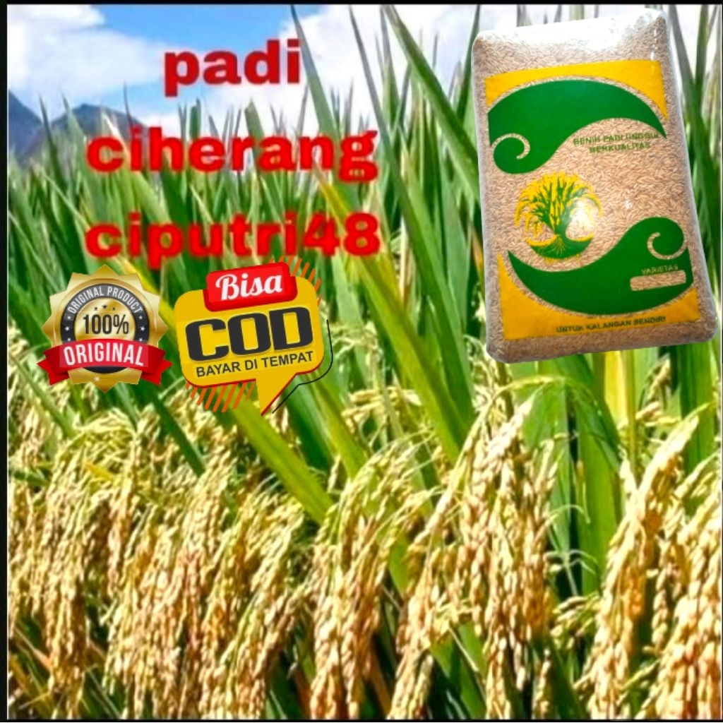 benih padi CIHERANG CIPUTRI48 kemasan 1kg