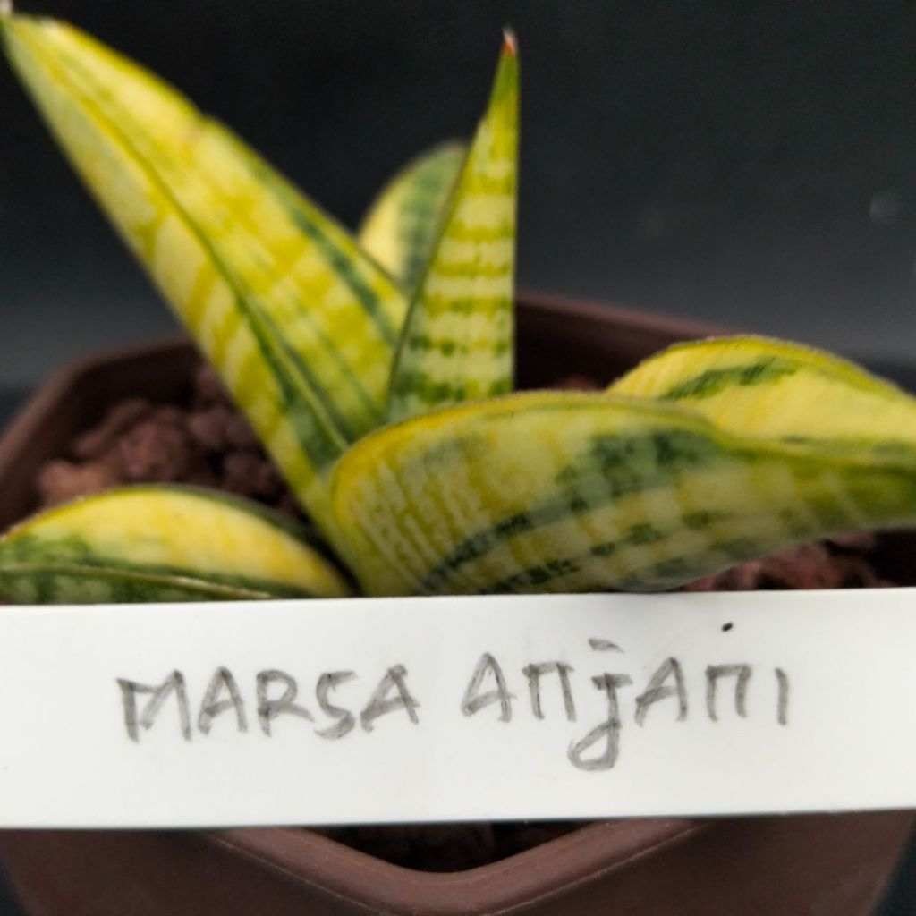 Sansevieria marsha anjani varigata