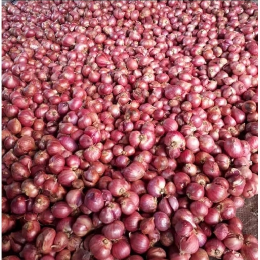 

Bawang Merah Asli Brebes, Langsung Dari Petani