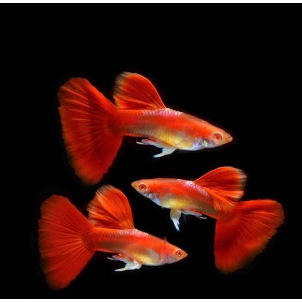 Aksesoris Akuarium Albino Tuxedo Red Ear