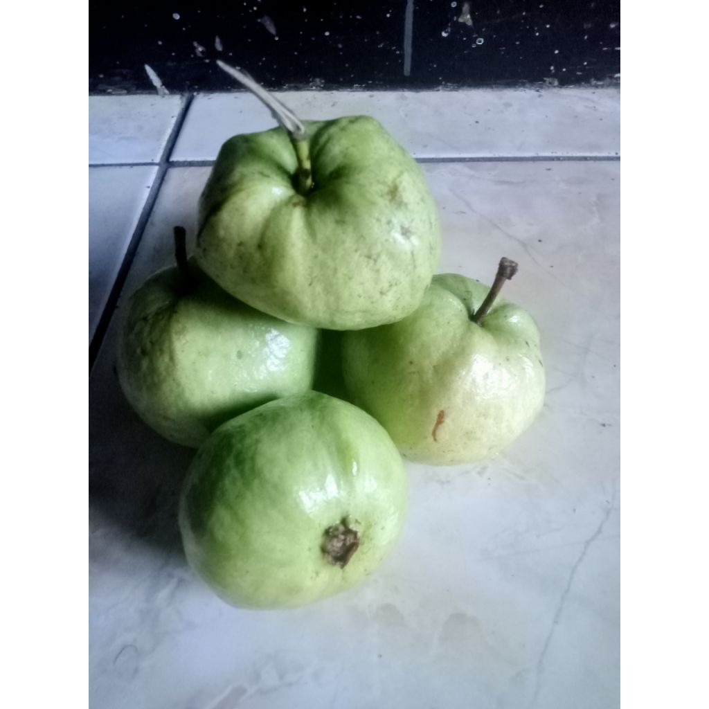 

Jambu Kristal Purworejo