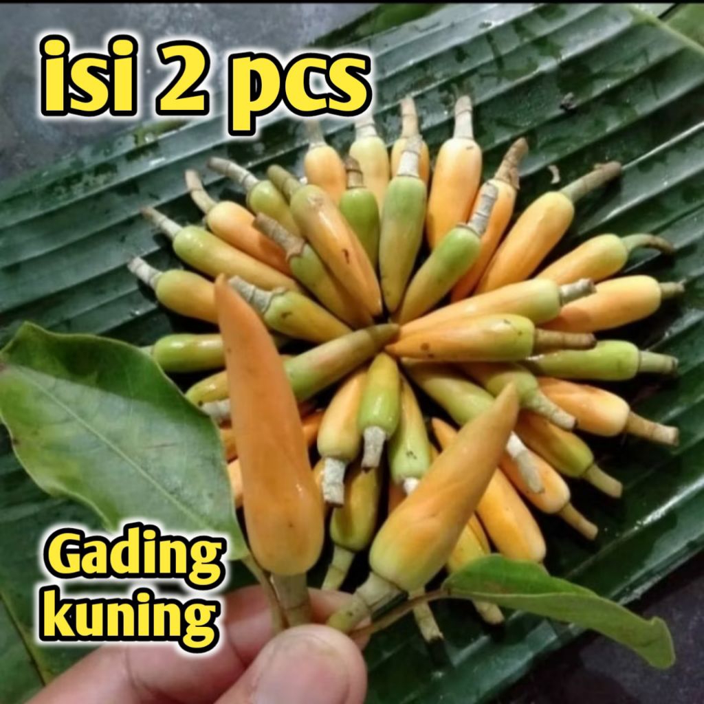 kembang gading kuning / kembang kantil kuning (isi 2pcs)