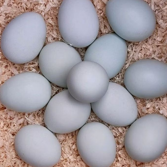 

Telur Bebek Mentah 1 Kg