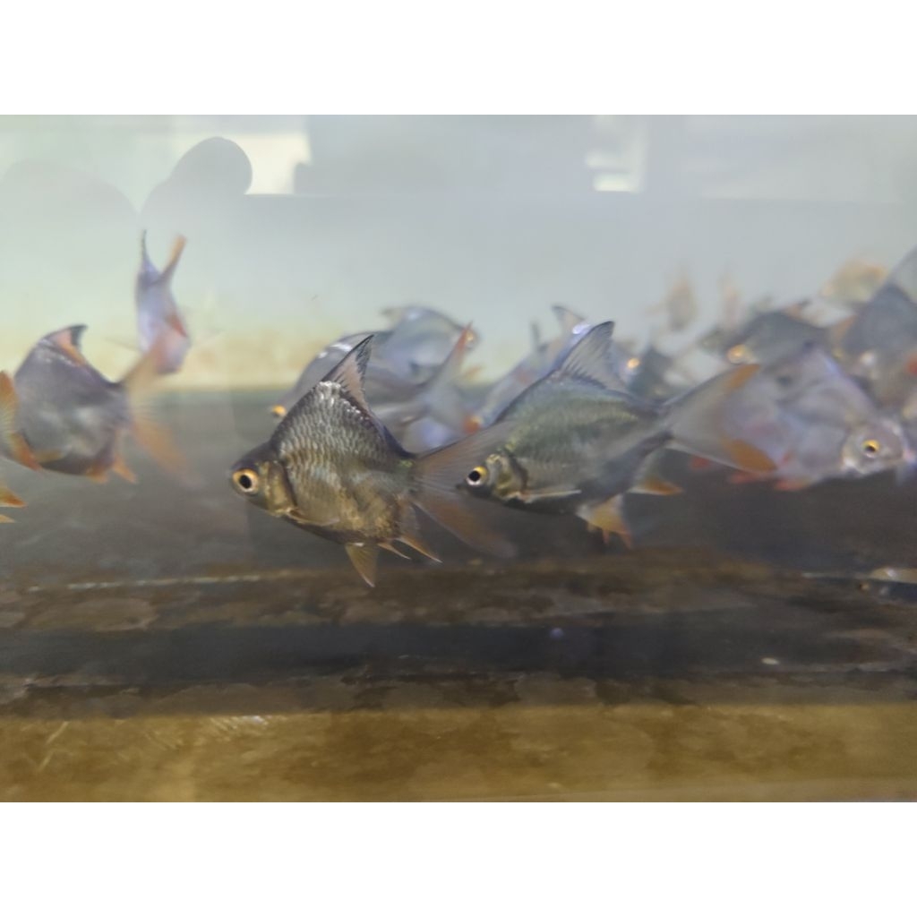 Kaviat SB King Grade A Hijau/Albino