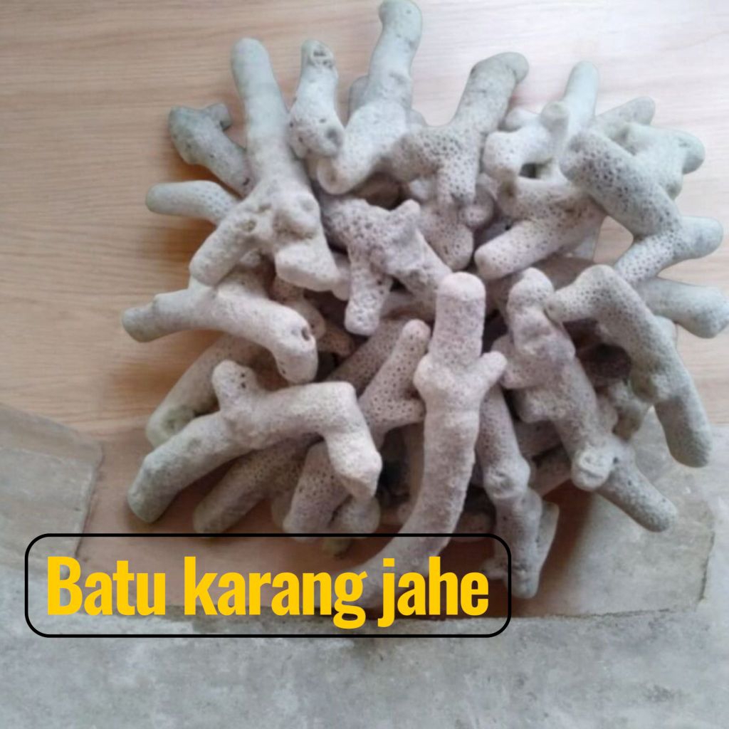 1kg batu karang jahe/media filter karang jahe