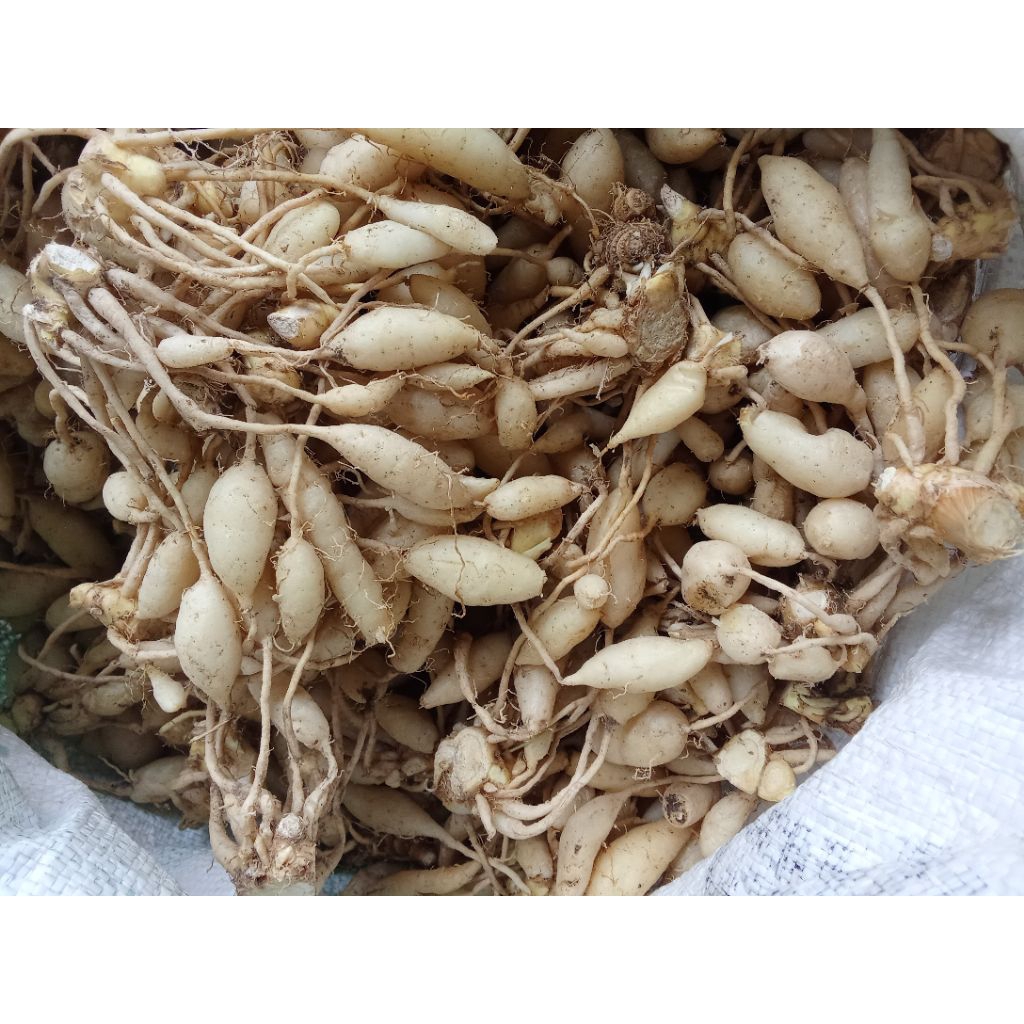 

KUNYIT PUTIH MEDAN CANTIK SEGER FREES PER 1 KG
