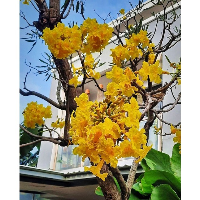 Bibit Tanaman Hias Tabebuya Bunga Kuning-Bibit Tabebuya Kuning-Tabebuya Kuning