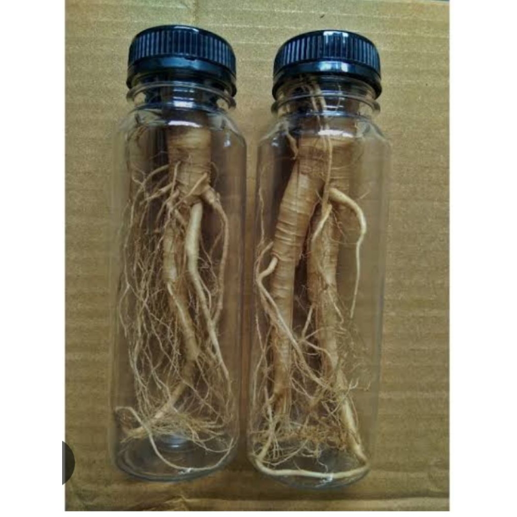 

GINGSENG MERAH TINGGAL MINUM SUDAH RENDAMAN PLUS KUDA LAUT