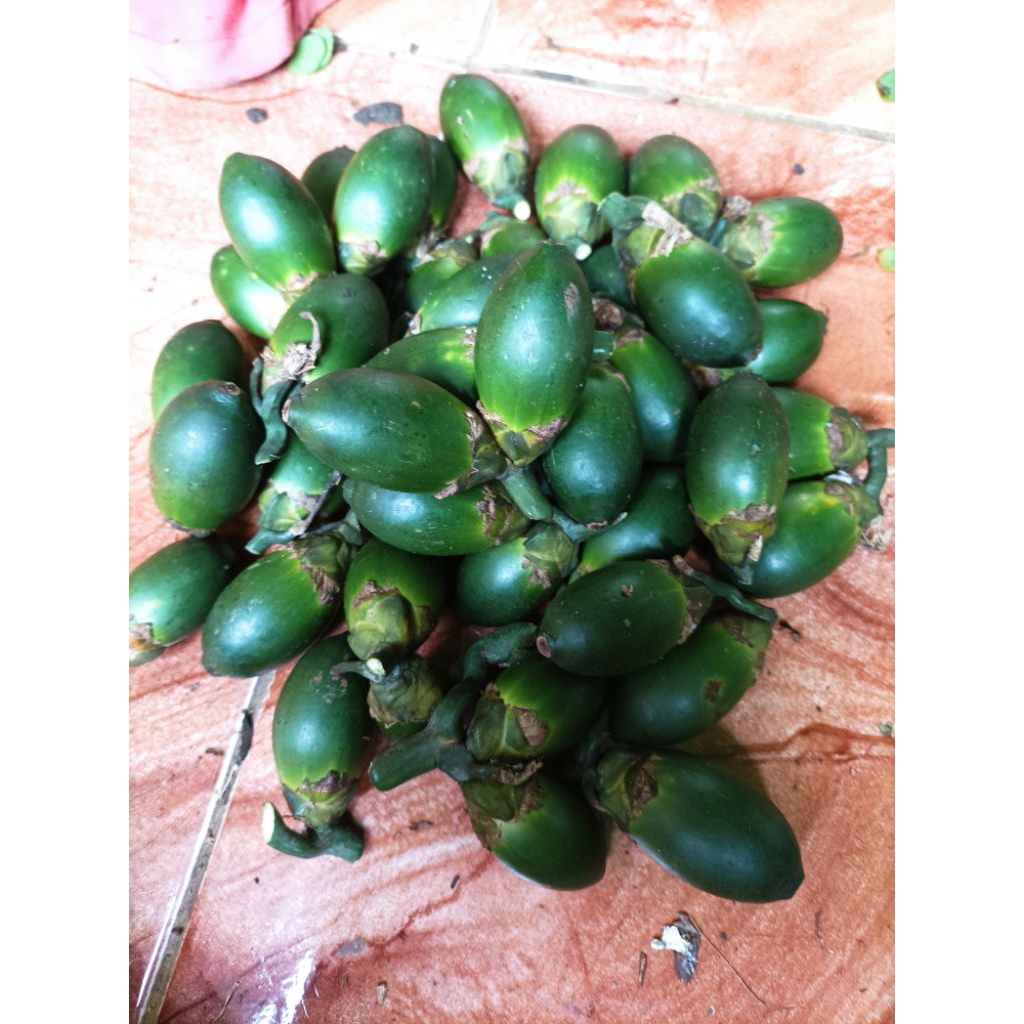 

jual buah pinang muda jambe segar 1 kg