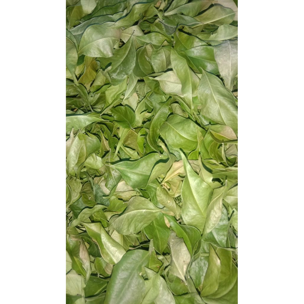 

Daun Kemuning Kering 100gram