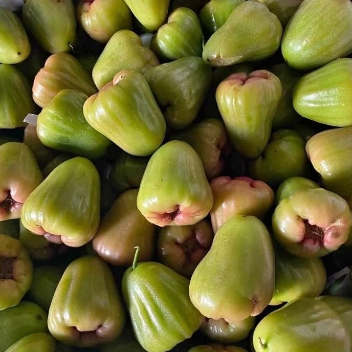 

JAMBU CINCALO SUSU 1kg