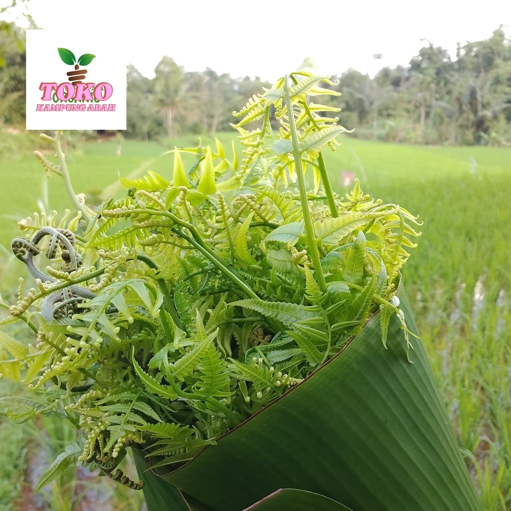 

pakis sayur segar fresh langsung petik