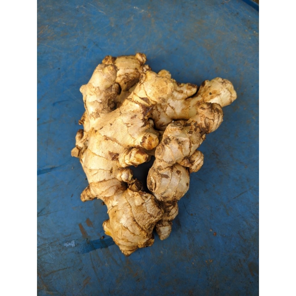 

Jahe gajah / jahe besar 300g