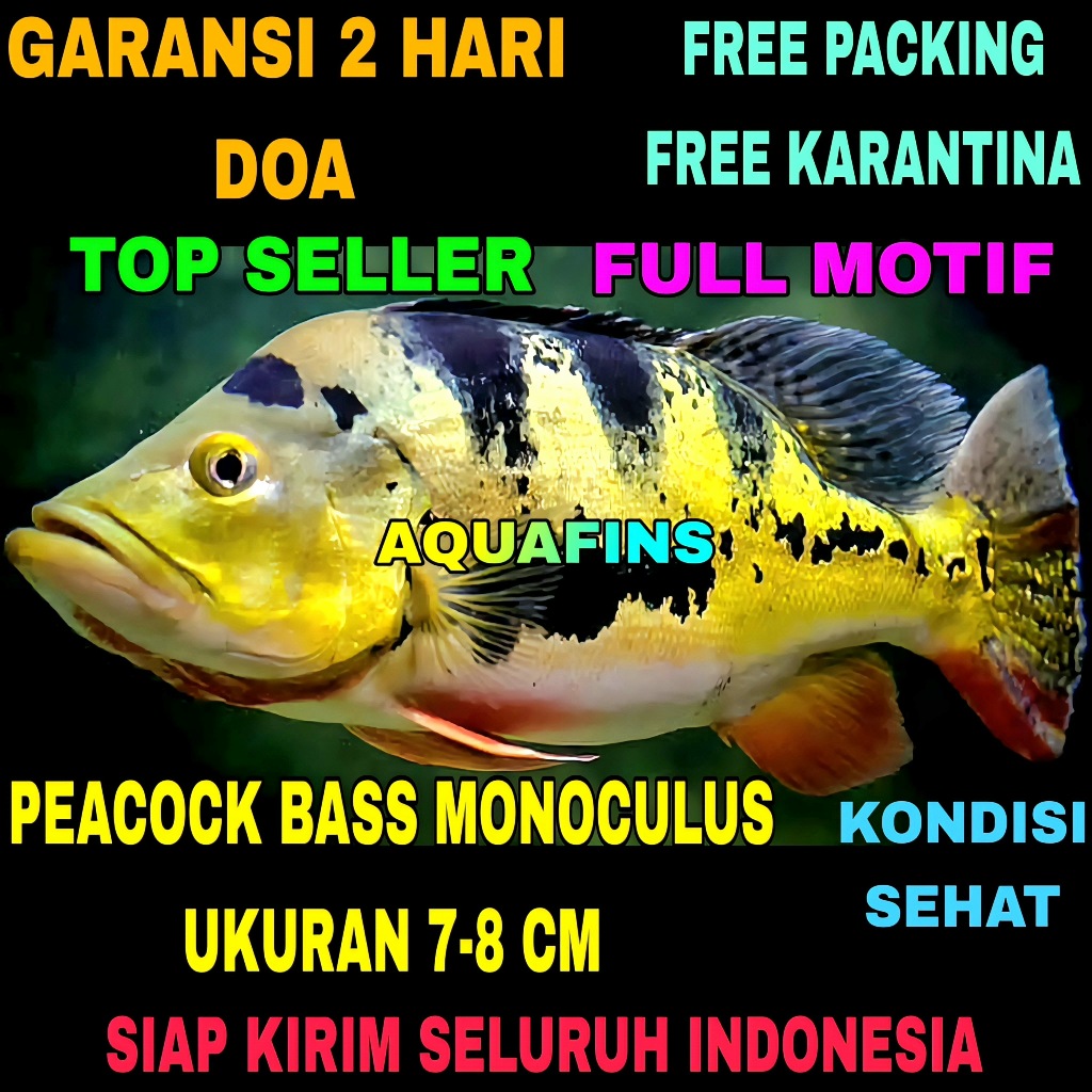 HIASAN CICHLID GOLDEN PEACOCK BASS CICHLA MONOCULUS UKURAN 7-8 CM