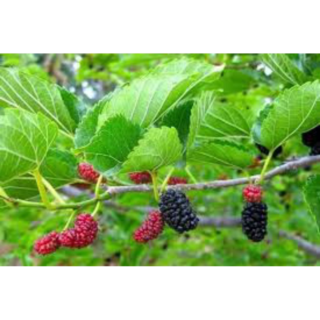 

daun murbei asli pres 300 lembar