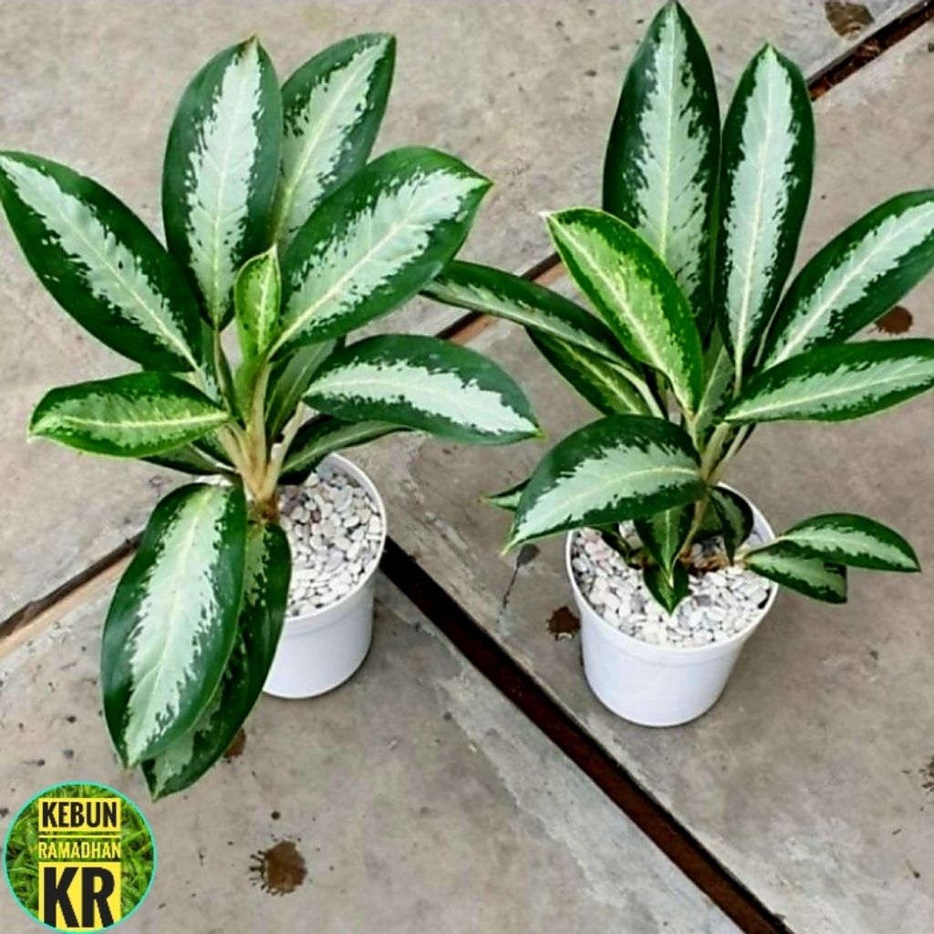 TERMURAH[BISA COD]AGLONEMA//BLANCENG SIFON RIMBUN DAN BESAR COCOK UNTUK HIASAN RUANGAN