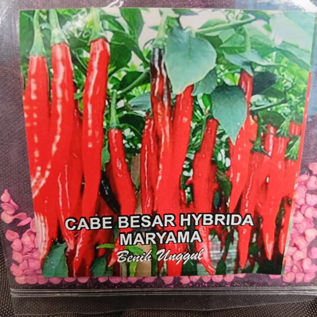 benih cabai besar merah hybrida maryama 300 butir CV Bogor Tani Jaya