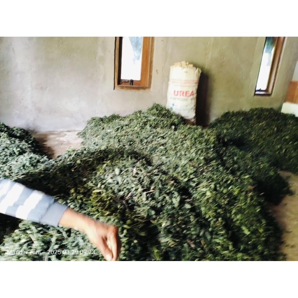 

Daun sambiloto - Sambiroto kering Berat 1 Kg