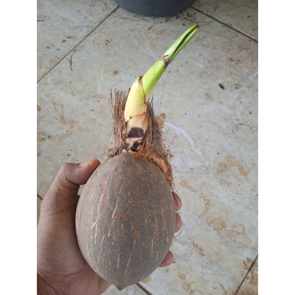 Bahan bonsai kelapa bonsai kelapa