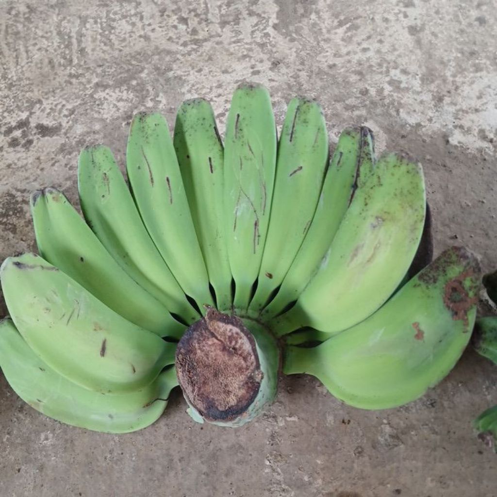

Pisang kepok madu siap olah satu sisir asli bogor