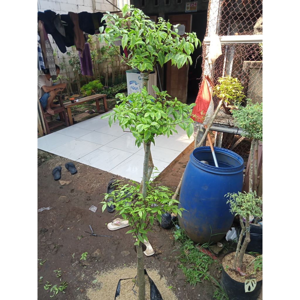 Bonsai anting Putri cabang 3 pohon anting Putri 3trap tinggi 130cm