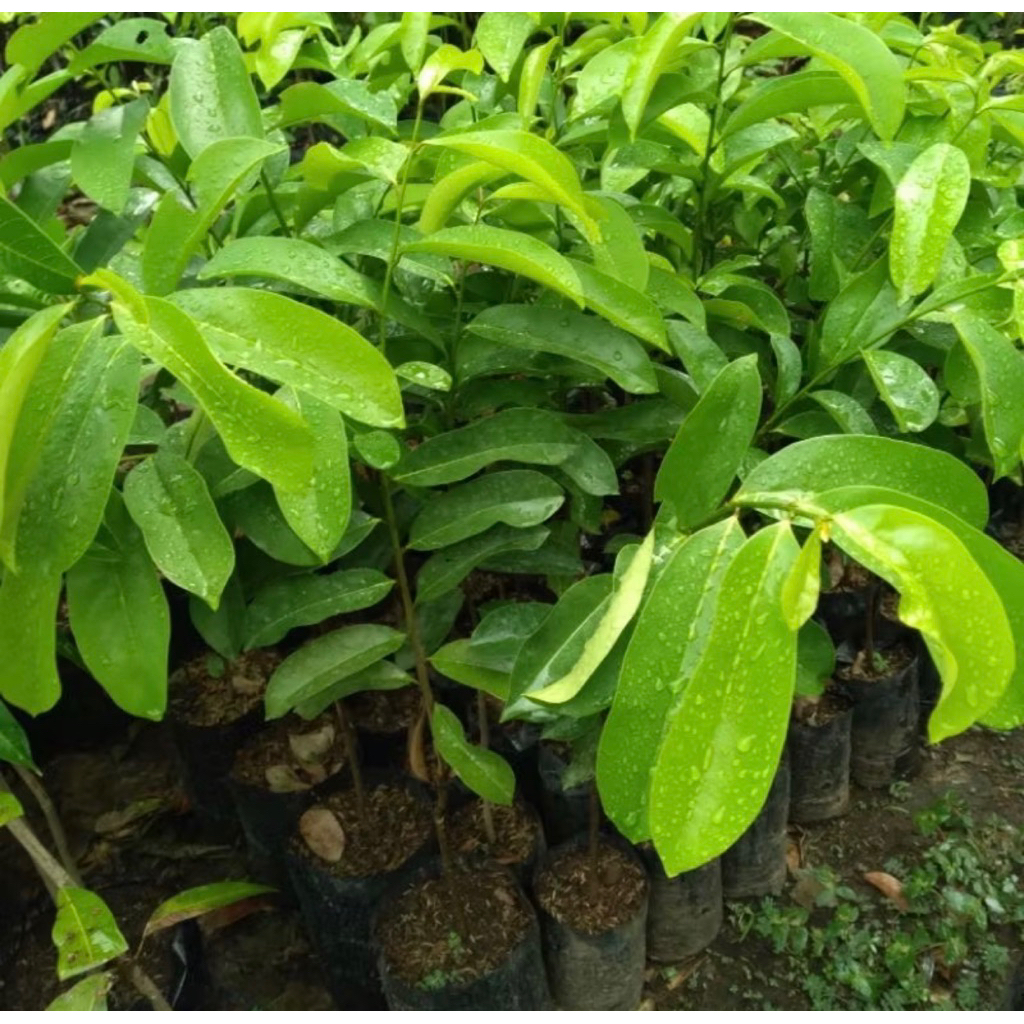 

Tanaman Sirsak Madu Asli Buah Manis Madu
