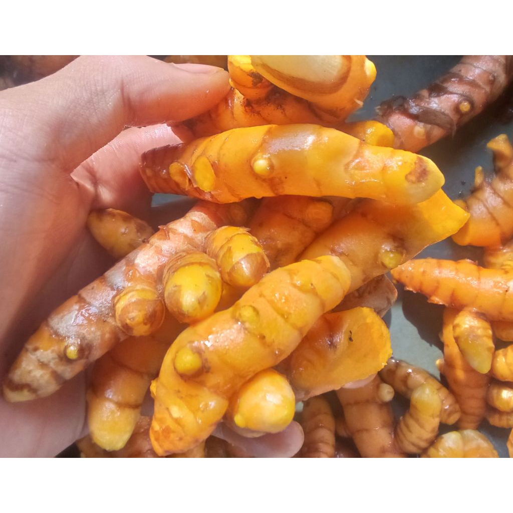 

kunyit/kuning segar fresh dadakan 1 kg